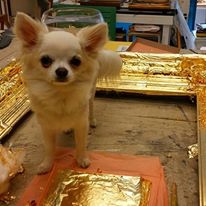 Hund Gobi aus der Vergolderei in Hamburg